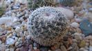 Mammillaria perbella