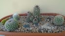 Grup de 5 Mammillaria