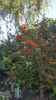 pyracantha coccinea-red