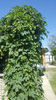 humulus lupulus(hamei)