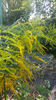 solidago canadensis