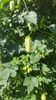 humulus lupulus(hamei)