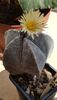 Astrophytum myriostigma