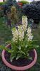 Eucomis