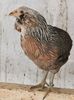 Araucana Argintie