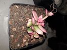 Anacampseros telephiasyrum variegat cv SUNRISE