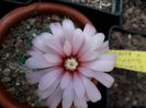 Gymnocalycium Quehlianum v roseiflora