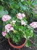 Apleblossom Rosebud