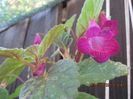Smithicodonia Heartland's Joy