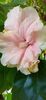 Classic pink