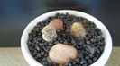 Mammillaria stella-de-tacubaya & Mammillaria standleyi
