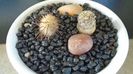 Mammillaria stella-de-tacubaya & Mammillaria standleyi