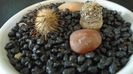 Mammillaria stella-de-tacubaya & Mammillaria standleyi