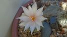 Turbinicarpus lophophoroides