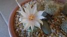 Turbinicarpus lophophoroides