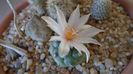 Turbinicarpus lophophoroides