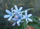 tweedia caerulea