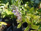 plectranthus fruticosus