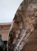 Sansevieria star canyon granite