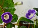 Sinningia Luci s Secret Name si Luci s Lilac Mist