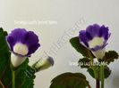 Sinningia Luci s Secret Name si Luci s Lilac Mist