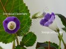Sinningia Luci s Secret Name si Luci s Lilac Mist