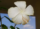 hibiscus Fidjian White
