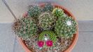 Mammillaria polythele cv. Stachellos & Mammillaria polythele ssp. obconella
