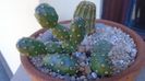 Opuntia sp.