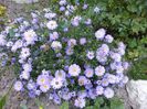 aster lady in blue