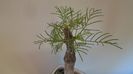 Commiphora kraeuseliana (Namibia)