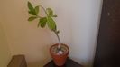 Adansonia digitata