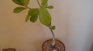 Adansonia digitata