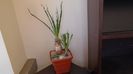 Grup de 4 plante
