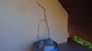 Dioscorea elephantipes, 2 ex. - inceput de vegetatie