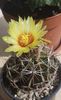 Hamatocactus setispinus