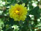 chrysanthemum Nantyderry Sunshine