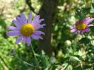 chrysanthemum Clara Curtis