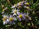 aster ageratoides Asran