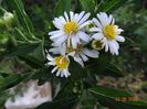 aster ageratoides Starshine