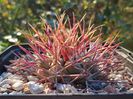 Thelocactus hexaedrophorus 'lloydii', San Isidro, Durango