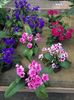 18.09.2020- Streptocarpus