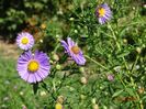 aster frickartii