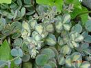 sedum sieboldii variegata