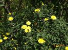 chrysanthemum Nantyderry Sunshine