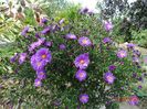 aster Alice Haslam