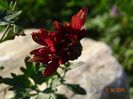 chrysanthemum Red Velvet