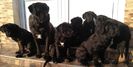 IMG-20181230-WA0019