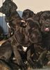 IMG-20181230-WA0014