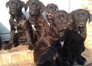 IMG-20181230-WA0015